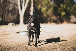 Black lab mix staring at camera.