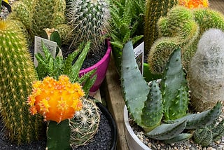 Cacti