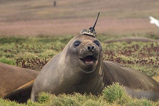 The Seals that Study Climate Change — and Themselves