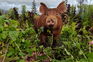 What Meat Doesn’t Promote Climate Change?