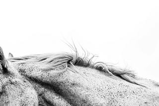 A Riding Accident Severed My Trust in Horses