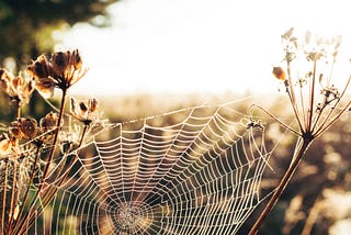 a spider web connecting two dried flowers in the warm sun