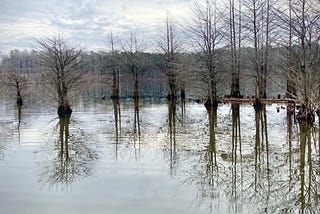 trees reflected in symmetry on a still lake