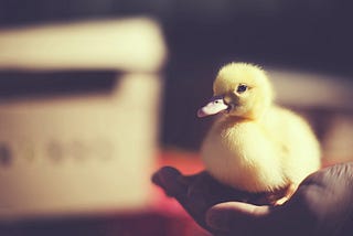 A Case For Unsolicited Duck Pics vs. Unsolicited Dick Pics