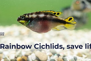 🌈 彩虹慈鯛的彩繪呼喚：海洋多樣性的讚歌