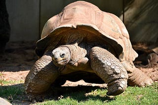 Aldabra Giant Tortoise Lifespan, Size & Lifestyle