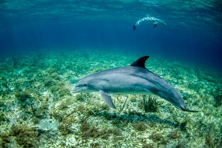IS IT OKAY TO SWIM WITH DOLPHINS IN THE WILD?