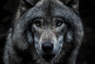 Playing the lone wolf might just be a silent killer in disguise.