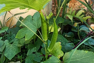 green okras growing among squash