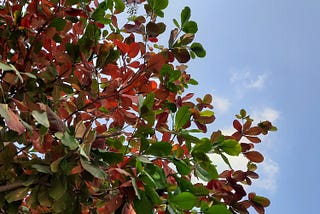 Far near the river bank; a tree sheds its leaves.