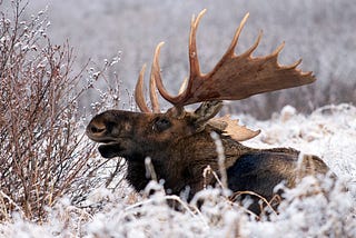 Winter Dispatches: Tracking the Wild Ones