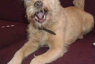 an old beige terrier dog