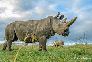 Northern White Rhino