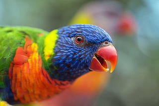 Discovering the Unique Personality Traits of Rainbow Lorikeets