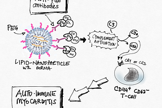 MYOCARDITIS IN YOUNG MEN AFTER mRNA-BASED COVID19 — VACCINES: COULD PEGYLATION BE THE CULPRIT?