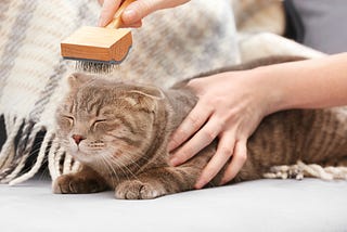 Cat being brushed.