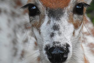 OF WAR AND A WHITE FAWN