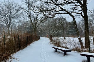 Where the Wintering Trees Welcome