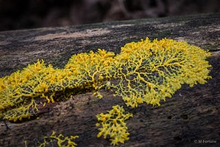 Simulating Stimulating Slime Mold(with Graphs!)