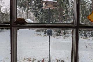 Bird Feeder Politics