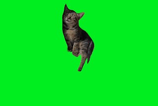 Kitten Cat Sleep Meme 4k Green Screen