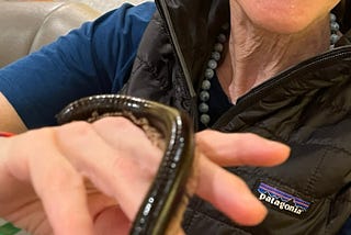 Here’s What Happened When I Tried to Fly with My Emotional Support Insect