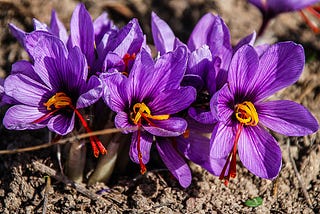 EXPLORING THE EXTRAVAGANCE OF KASHMIRI SAFFRON: A Fortune of Smell and Flavor