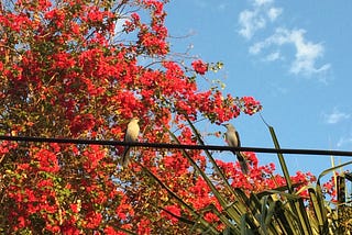 Meeting lovebirds in Puerto Morelos!