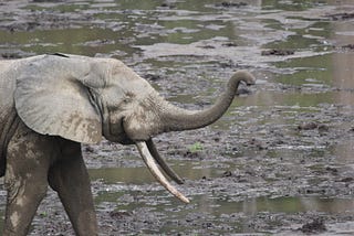 Shipwreck Discovery Reveals Treasure Trove of Elephant History