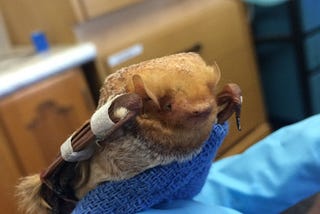 Bats in Ontario