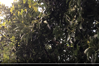 THEY’RE ALREADY HARVESTING LARGE, RIPE AVOCADOS IN LONDON, ENGLAND. WHY NOT IN VANCOUVER, CANADA?