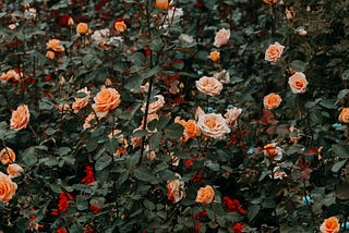 The Man Who Waters the Roses