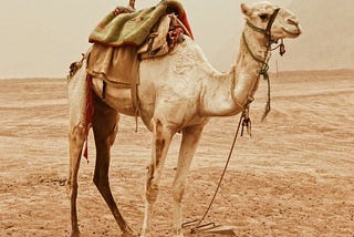 Tie Your Camel First, Then Court Change