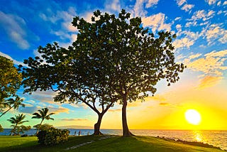 Trees poised on a hill against the backdrop of a setting sun.