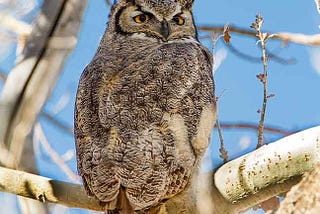 Great Horned Owl sitting on branch.