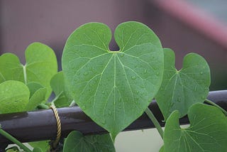 Tinospora cordifolia: Immune boosting AMRITA at home during this Pandemic.