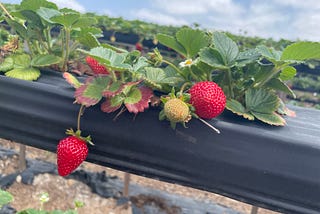 Data Science Metrics Explained With Strawberries 🍓