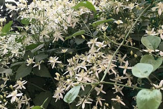 White Lillies