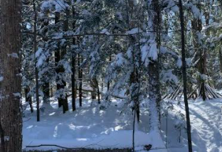 A winter forest scene. Freshly fallen snow covers the branches of trees and thick snow covers the ground. A beam of sun is shining through the trees creating a bright majestic glow