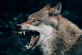Snarling wolf