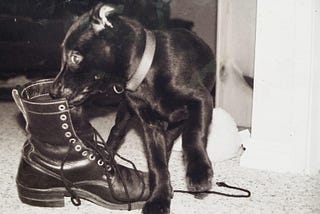 A puppy chewing a boot.