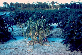 Tomato plant wilting due to Ralstonia solanacearum