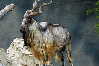 Endangered species in Pakistan