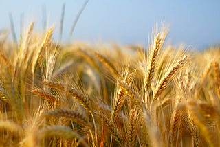 Tenacity and Torah: Ruth and Shavuot