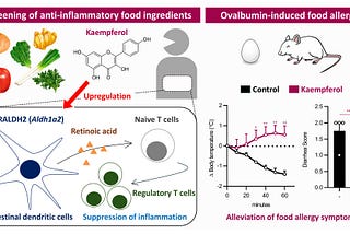 Flavonoid Powerhouse: Kaempferol’s Role in Taming Allergic Responses