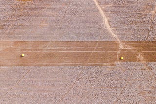 A picture of a grazed strip in acres of cotton field.