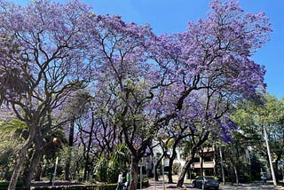 Jacaranda