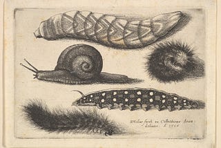 An etching of a fat caterpillar with patterned skin above, two hairy caterpillars, a snail on left and caterpillar with dotted skin moving to left below.