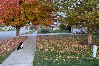 Beautiful Landscape photo with my puppy.