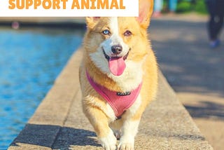 An Informative Article on Emotional Support Animal and ESA Letter